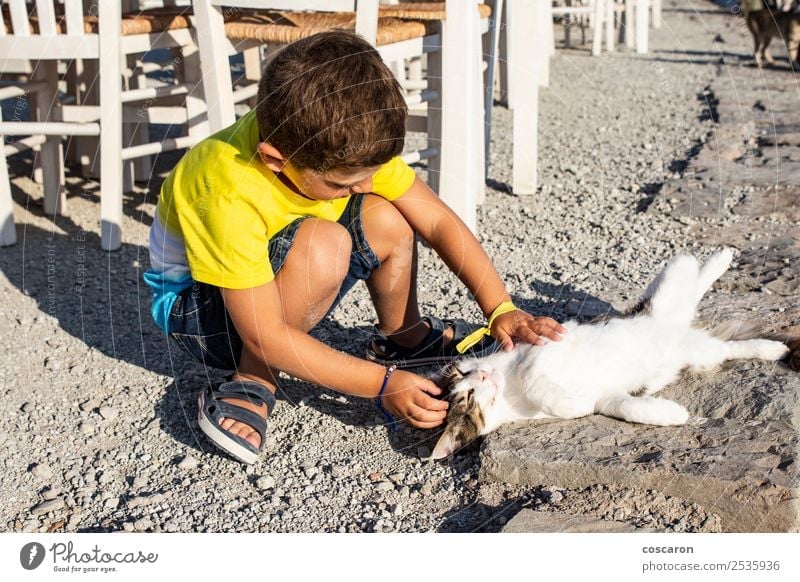 Adorable little boy caressing a cat on the street Lifestyle Joy Happy Beautiful Leisure and hobbies Playing Summer Child Human being Toddler Boy (child)