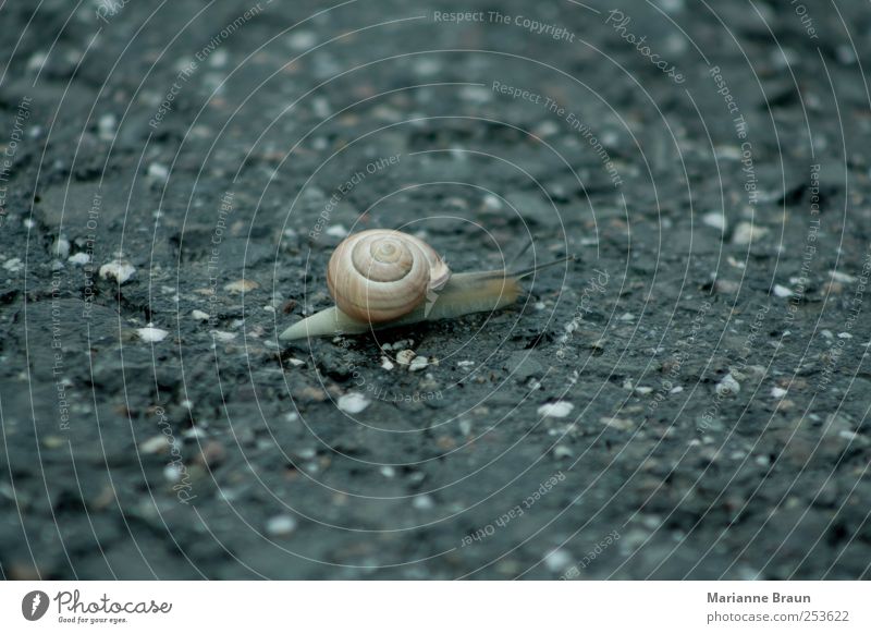 Quickly pass the road Street Snail Brown Black Snail shell Vineyard snail Crawl Mollusk Feeler Goggle eyed Animal Slow motion Traverse Traffic lane Dangerous