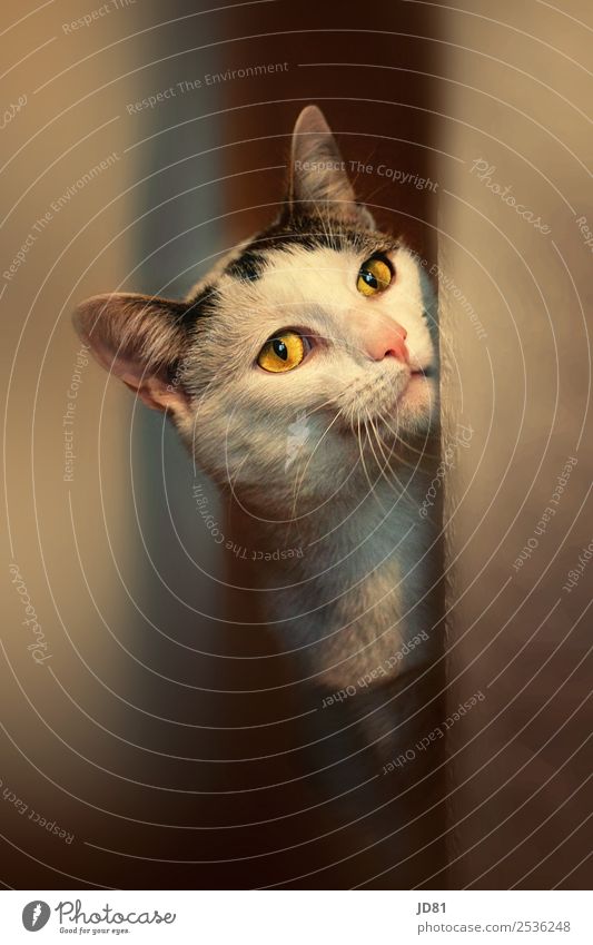 prejokes Pet Cat 1 Animal Observe Dream Playing Curiosity Cute Beautiful Eyes Ambience Colour photo Multicoloured Interior shot Close-up Deserted Copy Space top