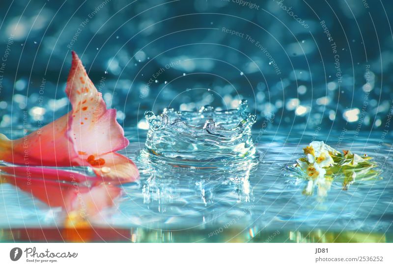 summer blubber Water Drops of water Summer Esthetic Wellness Beautiful Fresh Pure Blossom leave Flower Blue Pink Colour photo Multicoloured Studio shot