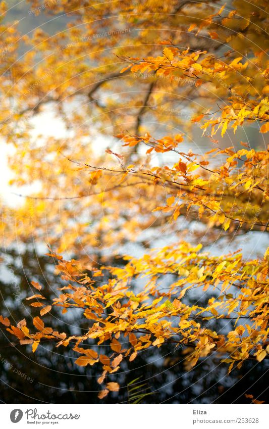 autumnlove Landscape Autumn Tree Bright Leaf Forest Water Deciduous tree Yellow Branch Lake Birch tree Autumnal Nature Multicoloured Exterior shot Deserted