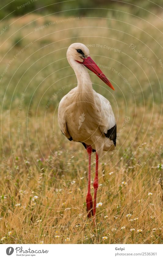 Elegant white stork walking Beautiful Freedom Couple Adults Nature Animal Wind Flower Grass Bird Flying Long Wild Blue Green Red Black White Colour Attachment