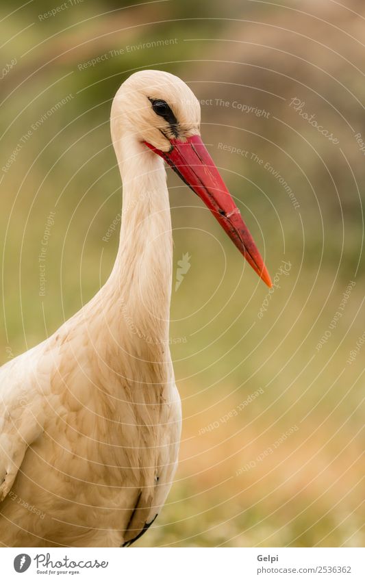 atural profile of a elegant stork Elegant Beautiful Freedom Family & Relations Couple Adults Nature Animal Wind Grass Bird Flying Long Wild Blue Green Red Black