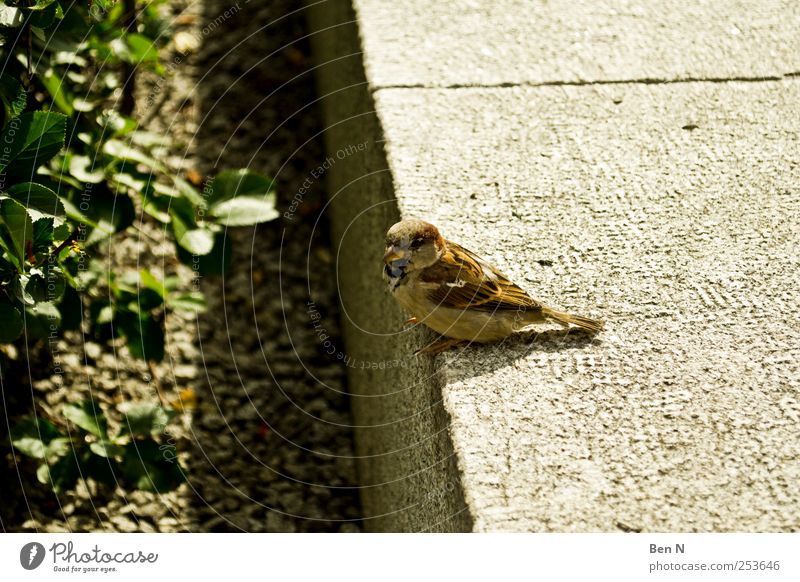 Little Sparrow Nature Dresden Germany Europe Terrace Animal Wild animal Bird 1 Observe Sit Colour photo Exterior shot Close-up Copy Space left Copy Space right