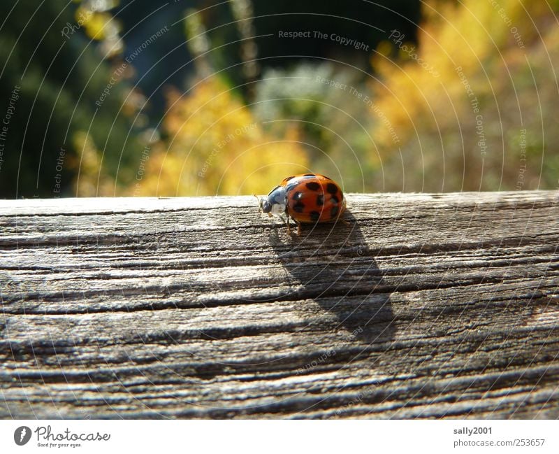 Autumn lucky charm Nature Sunlight Animal Beetle Ladybird Insect 1 Wood Good luck charm Crawl Sit Natural Red Happy Spotted Point Black-red Autumnal Joist