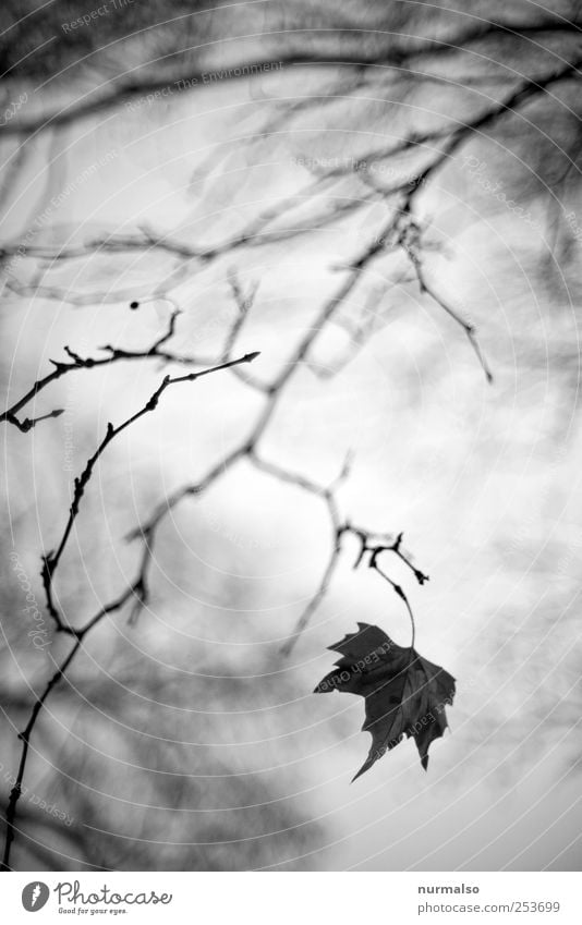 the last Lifestyle Art Nature Plant Animal Leaf Park Forest Hang Faded To dry up Dark Moody Dream Transience Branch Autumn muddled Blur Subdued colour