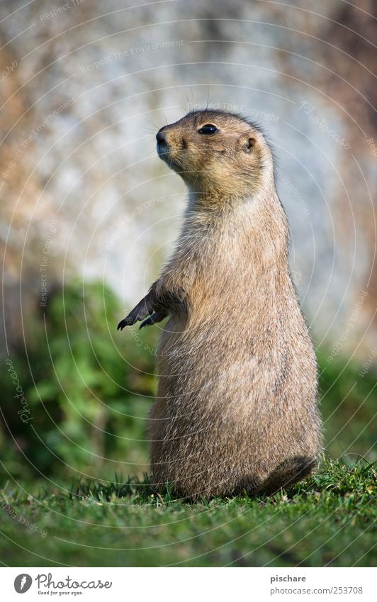 allow, krempl. Nature Animal Meadow Observe Looking Stand Curiosity Timidity Prairie dog Colour photo Exterior shot Shallow depth of field