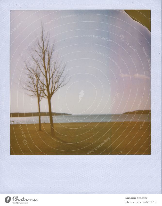 very close, far away. Nature Landscape Elements Earth Water Beautiful weather Meadow Waves Coast Lakeside Beach Stand Autumn Polaroid Müritz Old Lomography Tree