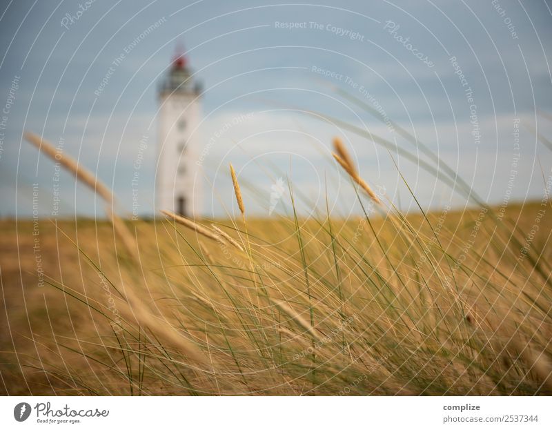 Lighthouse on Lolland Vacation & Travel Trip Far-off places Summer Summer vacation Nature Sun Climate Plant Grass Bushes Coast North Sea Baltic Sea Ocean