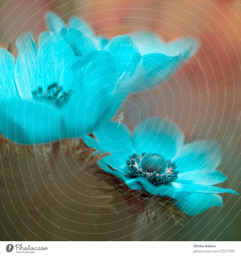 Light Blue Garden Anemone - Flowers and Nature Elegant Style Design Wellness Life Harmonious Well-being Contentment Relaxation Calm Meditation Cure Spa