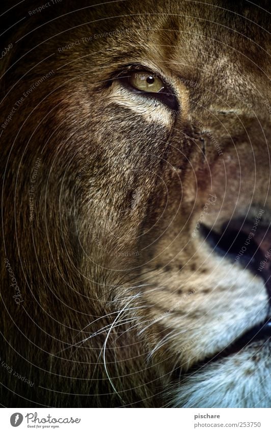 allow, king kalle Nature Animal Animal face Zoo Observe Looking Esthetic Exotic Wild Watchfulness Lion King Colour photo Exterior shot Close-up Day