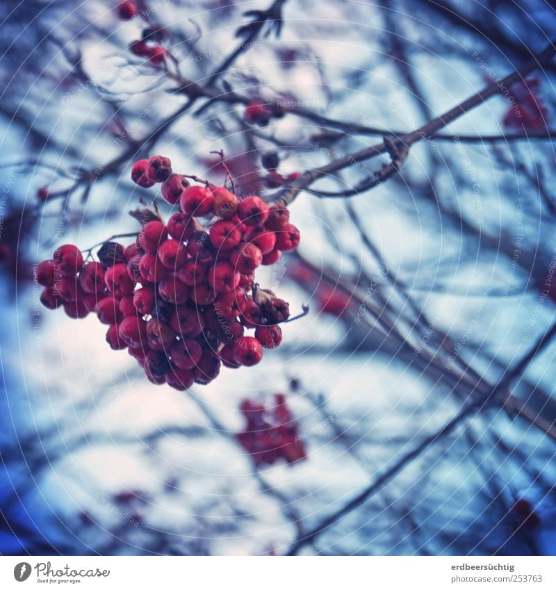 rowanberries Nature Plant Earth Tree Rowan tree Rawanberry Berries Twigs and branches Hang To dry up Growth Dark Cold Blue Red Autumn Winter Subdued colour