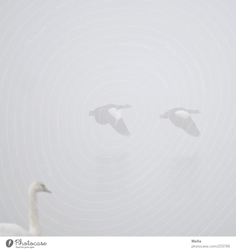 staying Environment Nature Animal Fog Bird Swan Goose Nile Goose Nile geese Wild goose 3 Flying Looking Free Together Bright Natural Gray White Freedom