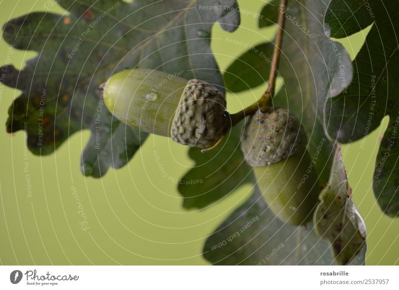 green acorns 6 Environment Nature Plant Summer Autumn Tree Leaf Seed head Oak tree Oak leaf Acorn Branch Twig Drops of water Hang Growth Natural Round Green