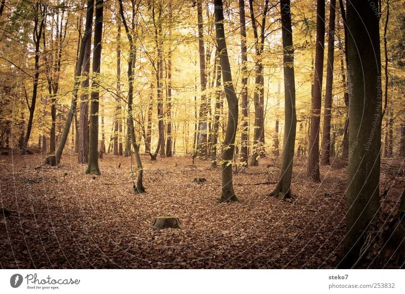 forest light Nature Autumn Tree Forest Brown Yellow Gold Beech wood Mystic Deciduous forest Leaf Subdued colour Exterior shot Deserted Contrast Sunlight