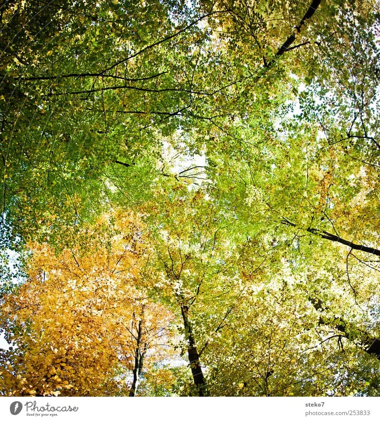 leafy Autumn Tree Leaf Forest Yellow Green Leaf canopy Treetop Deciduous forest Colour photo Exterior shot Deserted Sunlight Worm's-eye view Upward