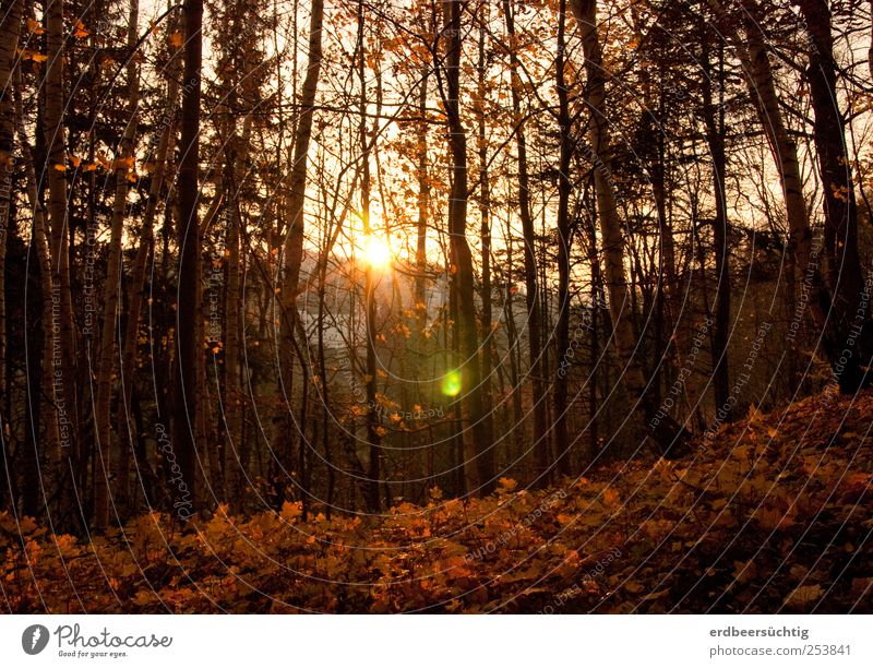 A last glow Nature Landscape Autumn Beautiful weather Plant Tree Leaf Twigs and branches Forest Illuminate To dry up Idyll Calm Environment Transience Time Cold