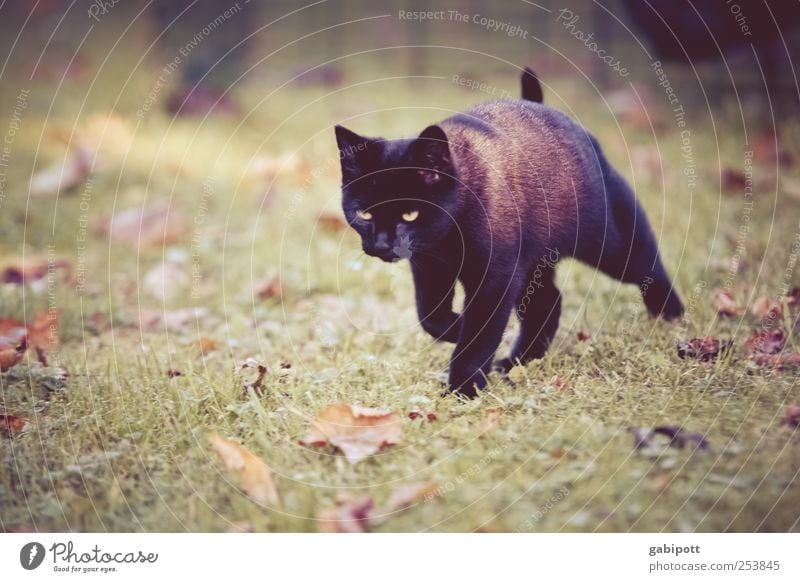 Black cat from the right Nature Landscape Meadow Animal Pet Cat Pelt 1 Baby animal Observe Movement Going Hunting Walking Beautiful Cuddly Cute Speed