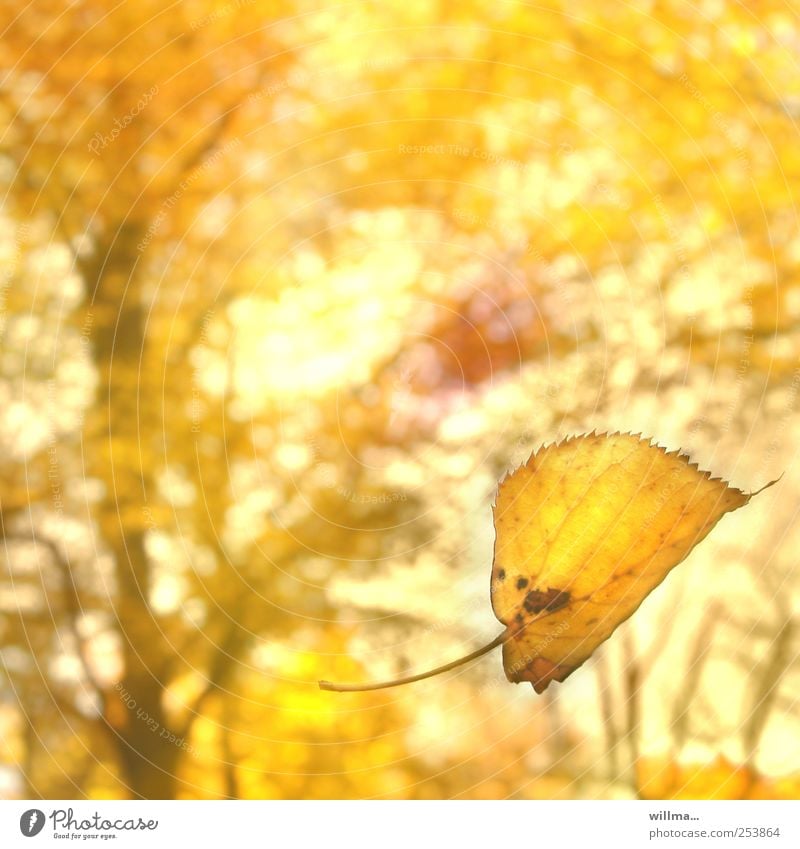 Autumn gold. Yellow falling leaf in autumn Leaf To fall leaf fall Autumnal autumn gold Beautiful weather Forest Illuminate naturally pretty Happiness Harmonious