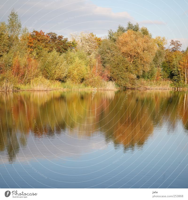 out by the lake Environment Nature Landscape Plant Water Sky Autumn Tree Bushes Foliage plant Wild plant Lake Natural Colour photo Exterior shot Deserted