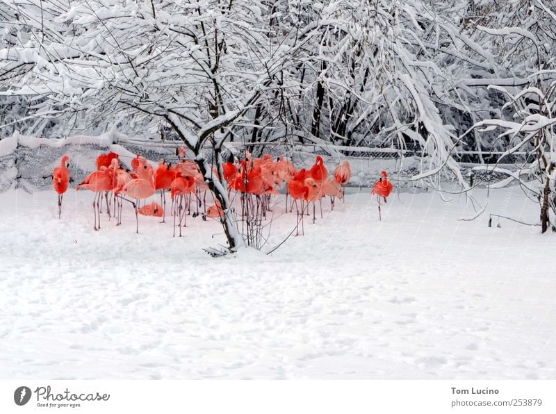 Flamingos in the snow Group of animals Stand Beautiful Red White Moody Together Colour photo Exterior shot Day Central perspective