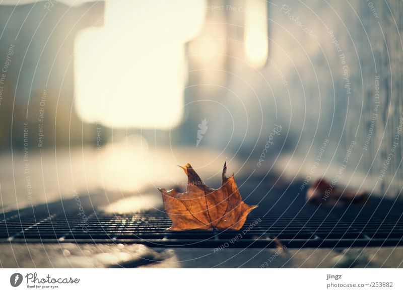 Another leaf Autumn Leaf Deserted Small Brown Yellow Loneliness Blur Colour photo Exterior shot Copy Space top Isolated Image Evening Twilight Light Sunlight