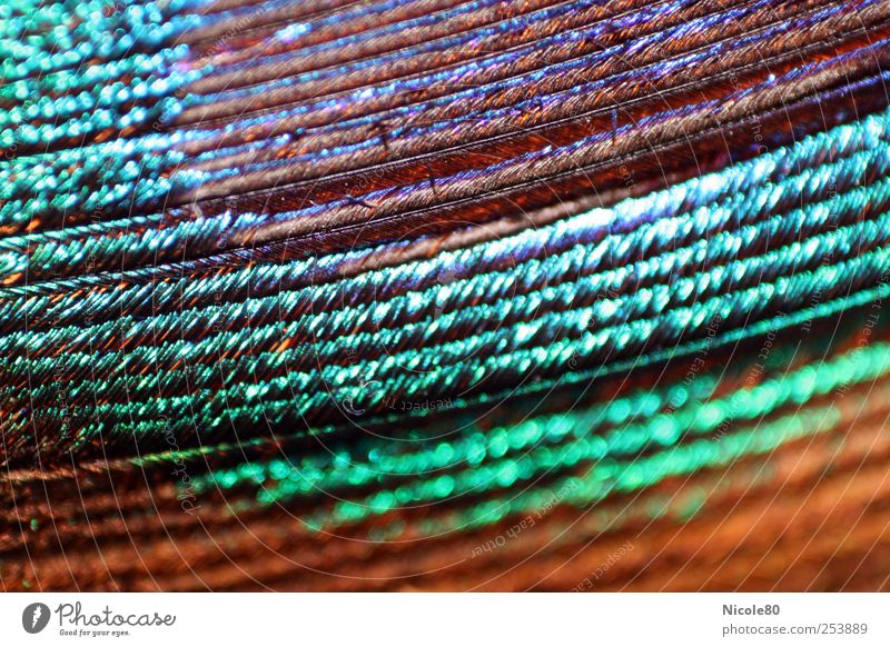 Decorate with foreign feathers Bird Esthetic Feather Peacock feather Multicoloured Near Colour photo Interior shot Macro (Extreme close-up) Deserted