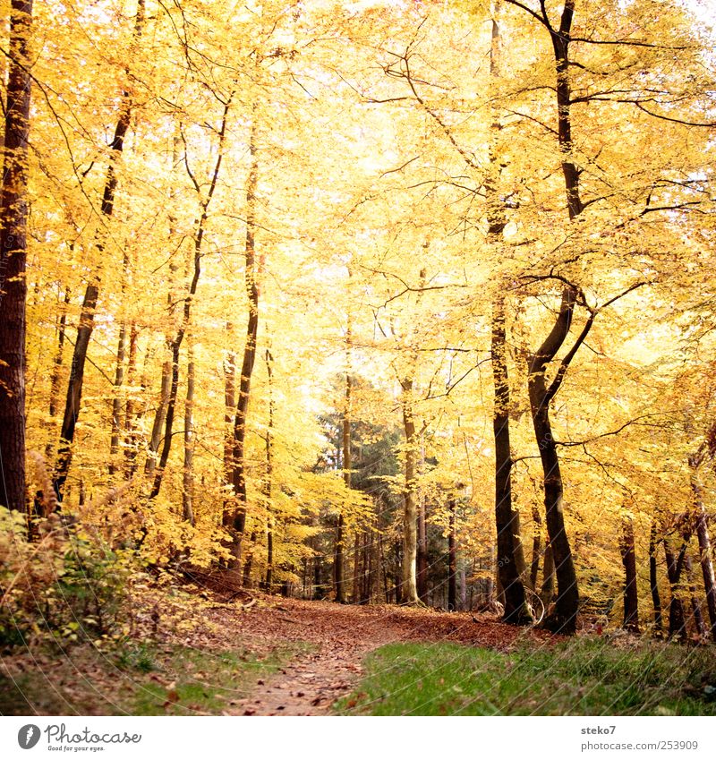 eternal autumn Autumn Forest Lanes & trails Brown Yellow Gold Transience Change Footpath Deciduous forest Beech wood Leaf canopy Colour photo Exterior shot
