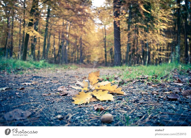 discarded Autumn Leaf Forest Lanes & trails Brown Yellow Transience Change Oak leaf Acorn Footpath Discarded Ground Colour photo Exterior shot Deserted