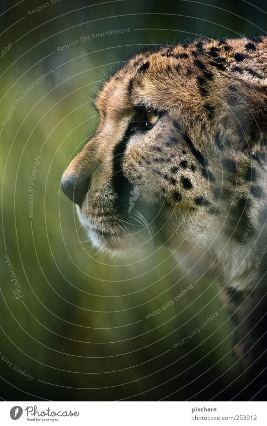 allow, carlitos Grass Animal Cat Animal face Zoo Observe Hunting Aggression Esthetic Wild Power Watchfulness Exotic Nature Cheetah Colour photo Exterior shot