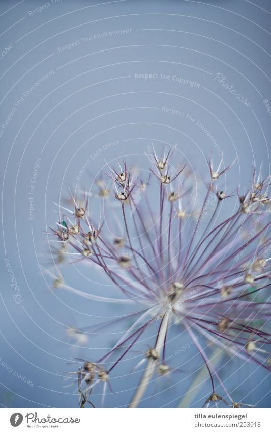 flowery Plant Exotic Natural Thorny Blue Colour Nature Star (Symbol) Delicate Fine Dried flower Blur Colour photo Interior shot Shallow depth of field