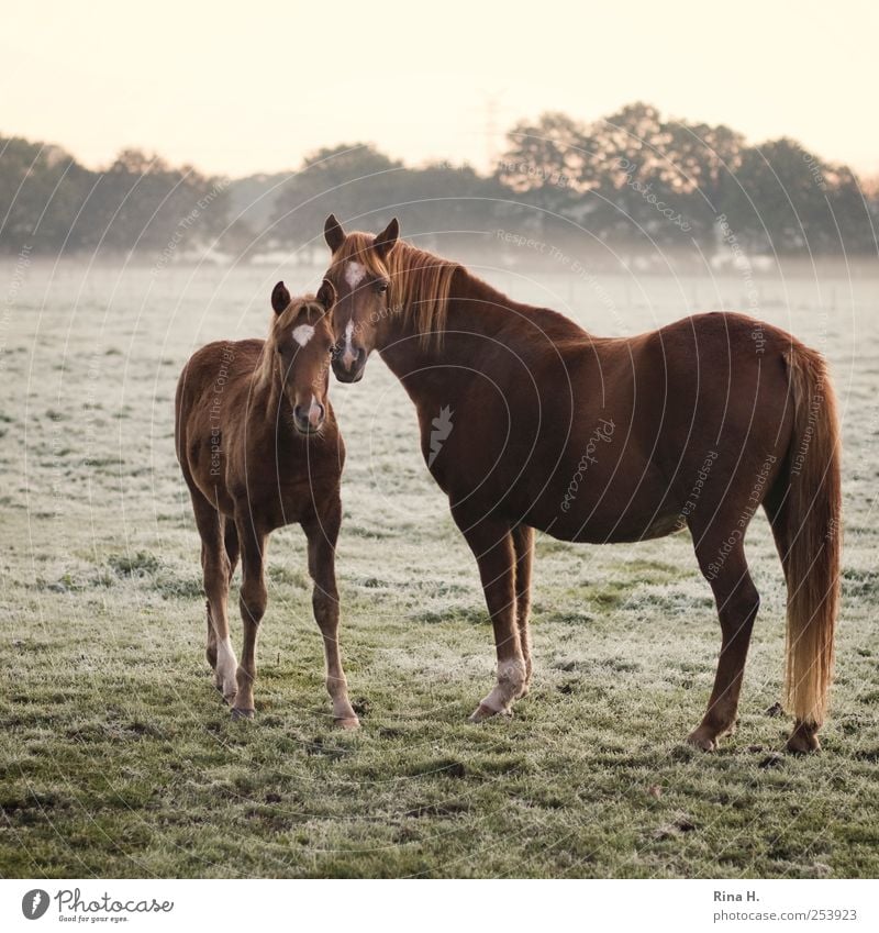 Horses in early fog II Nature Fog Meadow Animal Pet 2 Baby animal Observe Authentic Natural Beautiful Emotions Colour photo Exterior shot Deserted Morning Dawn