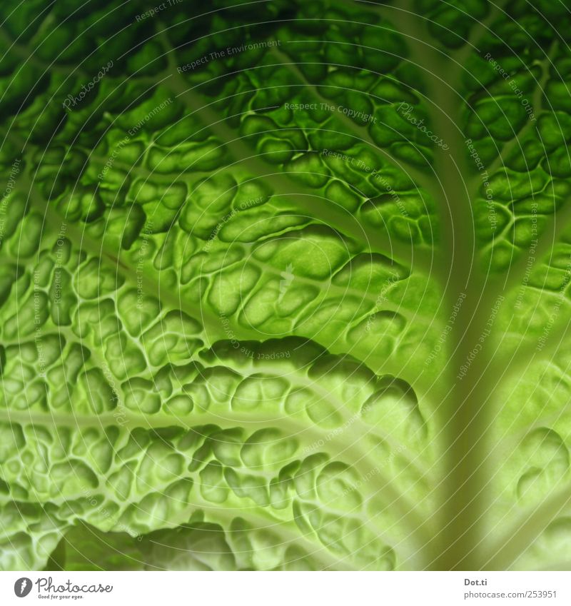a leaf for Eva Food Vegetable Plant Green Fresh Crunchy Raw Savoy cabbage Cabbage Leaf leaf trispe pores Undulating Vegetarian diet Colour photo Close-up Detail