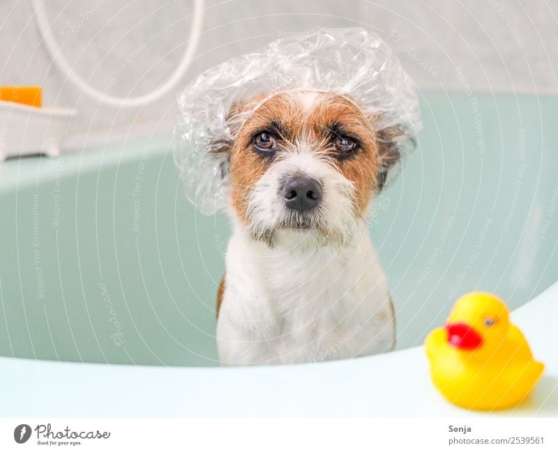 Dog, Pet, Animal, Bathtub Personal hygiene Wellness Bathroom 1 Squeak duck Shower cap Plastic Swimming & Bathing To enjoy Sit Cool (slang) Funny Clean Brown