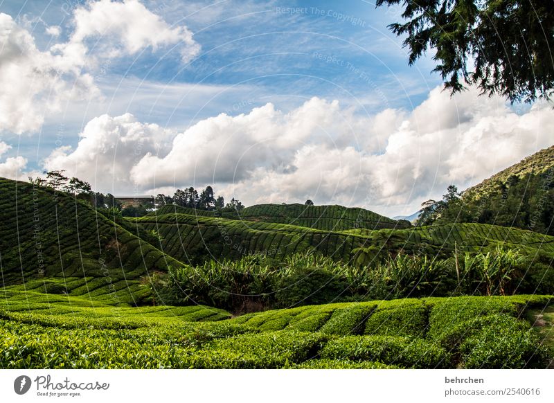 a little tea for the cold Vacation & Travel Tourism Trip Adventure Far-off places Freedom Nature Landscape Sky Clouds Plant Tree Leaf Agricultural crop