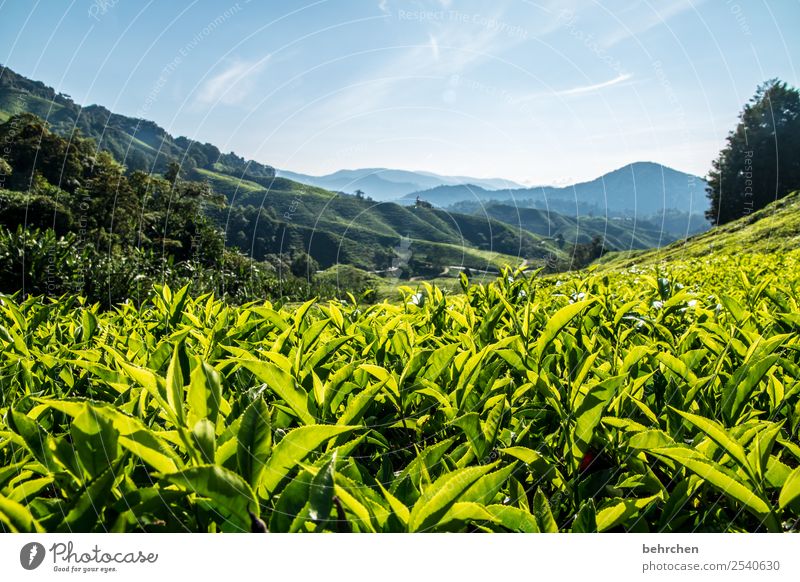 There's tea, baby. Vacation & Travel Tourism Trip Adventure Far-off places Freedom Nature Landscape Beautiful weather Plant Tree Bushes Leaf Agricultural crop