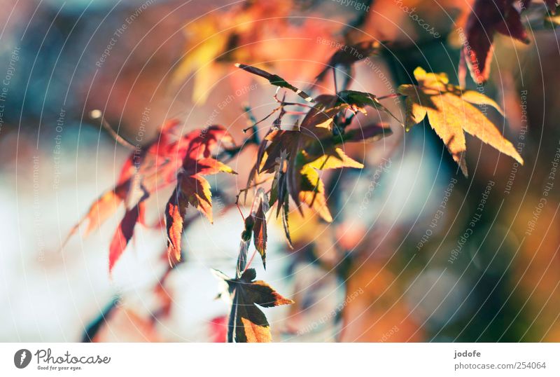 B@DD 11 | Moments Environment Nature Plant Autumn Beautiful weather Tree Multicoloured Yellow Red Happy Happiness Autumn leaves Leaf Branch Spirituality acer