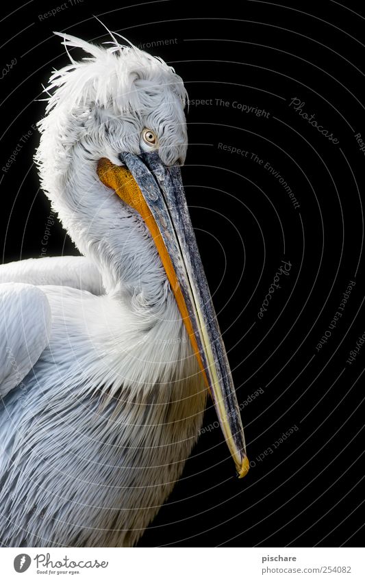 allow me to bitch of wisdom Nature Animal Zoo Exotic Serene Calm Wisdom Pelican Colour photo Exterior shot Close-up Copy Space right Isolated Image