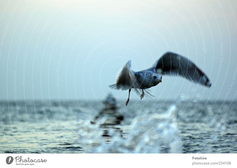 Hurry! Environment Nature Animal Water Coast Baltic Sea Ocean Wild animal Bird Wing Dark Near Wet Natural Flying Colour photo Subdued colour Exterior shot