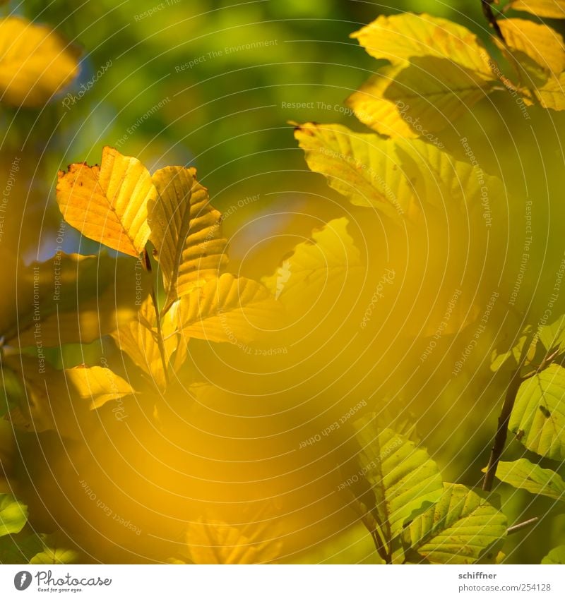 Colour frenzy III Nature Plant Autumn Beautiful weather Leaf Yellow Gold Green Autumn leaves Autumnal Autumnal colours Automn wood Leaf canopy Indian Summer
