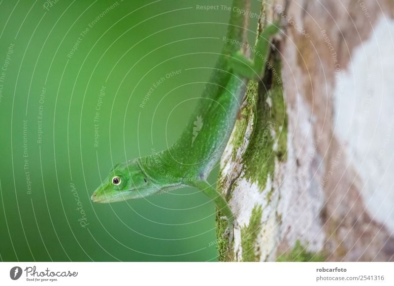 Green lizard in Punta Cahuita National Park Beautiful Skin Face Life Summer Man Adults Environment Nature Plant Animal Tree Forest Smiling Bright Small Wild