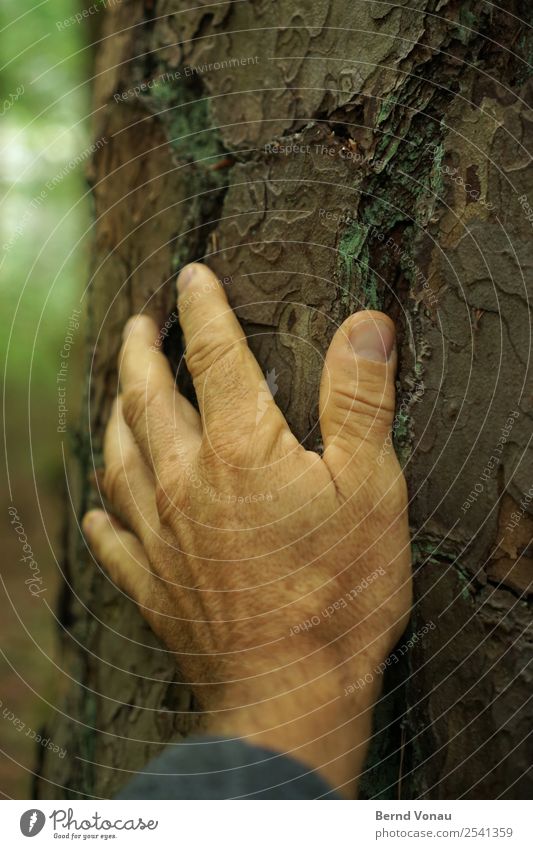 arrive Human being Masculine Male senior Man Hand Fingers 1 45 - 60 years Adults Environment Nature Plant Tree Forest Touch Come Retentive Tree bark