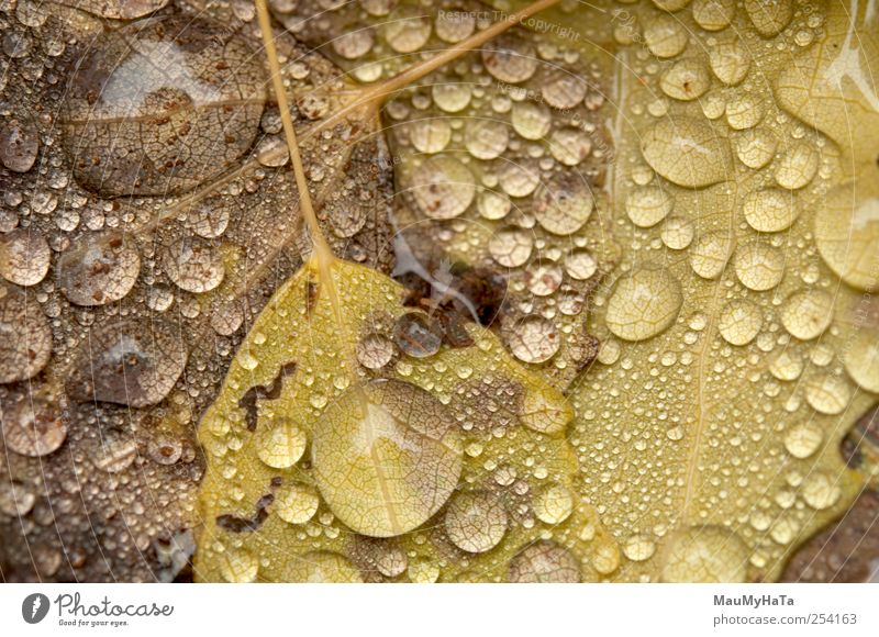 Water drops Nature Plant Elements Drops of water Autumn Climate Bad weather Rain Tree Leaf Wild plant Garden Park Contact Art Might Power Style Change