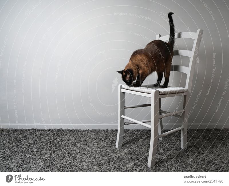afraid of heights Flat (apartment) Chair Room Animal Pet Cat 1 Stand Siamese cat Gray Fear of heights Curiosity Climbing Colour photo Subdued colour