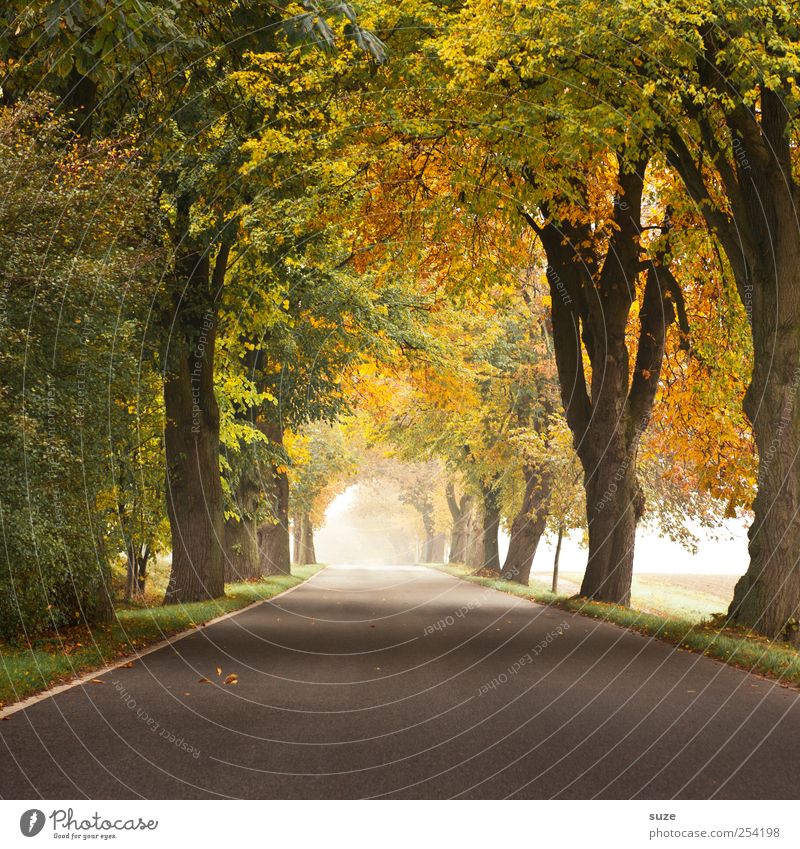 autumnal Environment Nature Landscape Plant Autumn Climate Weather Fog Tree Transport Traffic infrastructure Street Lanes & trails Country road Authentic