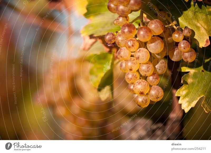 Late Harvest [2] Alcoholic drinks Sparkling wine Prosecco Champagne Grape harvest Agriculture Forestry Environment Nature Plant Autumn Leaf Agricultural crop