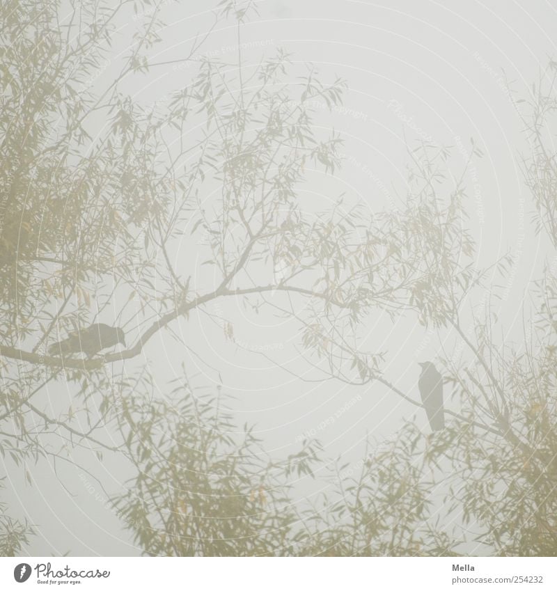 crow love Environment Nature Plant Animal Fog Tree Branch Willow tree Bird Crow 2 Crouch Sit Natural Gray Together In pairs Pair of animals Colour photo