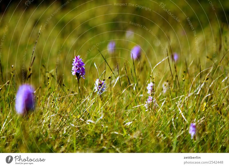Meadow with Dactylorhiza maculata Grass Lawn Park Nature Pasture Flower Blossom Fresh Background picture Deserted Copy Space Depth of field