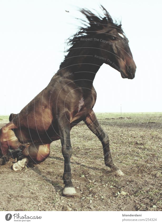 "Sit down!" Leisure and hobbies Ride Nature Animal Horse 1 Thin Speed Brown Gray Movement Anxious Colour photo Exterior shot Deserted Day Sunbeam Motion blur