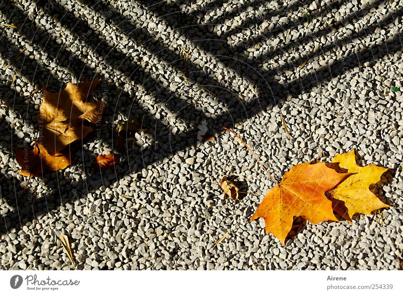This side and that side [CHAMANSÜLZ 2011] Autumn Plant Leaf Autumn leaves Maple leaf Graveled Garden path Deserted Lanes & trails Stone Ornament Line Stripe